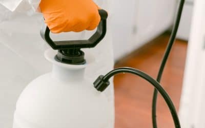 Conheça as principais pragas urbanas e como se prevenir