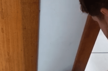 Combate às Baratas Germânicas em Palhoça