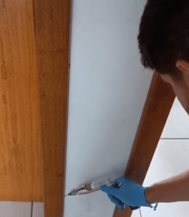 Combate às Baratas Germânicas em Palhoça